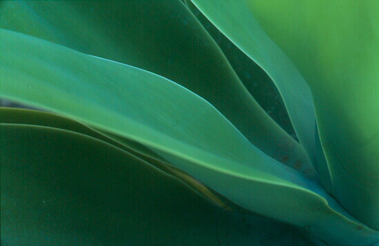 Agave casi acuático